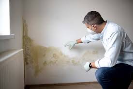 Best Mold Damage Restoration  in Delta, CO